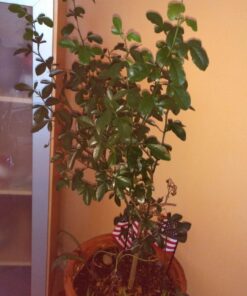 Humboldts Secret Golden Tree: Best Plant Food for Plants & Trees - All-in-One Concentrated Additive - Vegetables, Flowers, Fruits, Lawns, Roses, Tomatoes & More (16 Ounce) 16 Ounce 40 71hKXYzxJuL