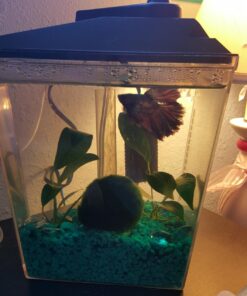 Pure Water Pebbles Aquarium Gravel, 5-Pound, Turquoise 16 71hLIVQQ2KL