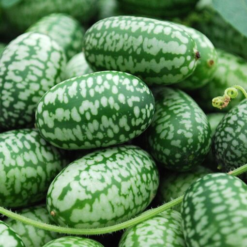 Mexican Miniature Watermelon 15 Seeds -Melothria scabra