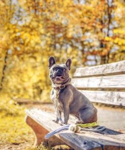 Pogi’s Dog Poop Bags - 10 Rolls (150 Doggie Poop Bags) - Leak-Proof Dog Waste Bags - Scented, Ultra Thick, Extra Large Poop Bags for Dogs 1 Count (Pack of 150) 20 71hQ a0fklL