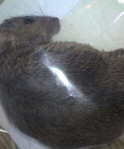 Tomcat Glue Boards (Captures Mice and Other Household Pests, Eugenol Formula, 4-Pack) 32 71hR0P5klaL