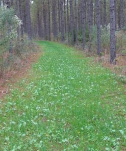 Whitetail Institute No-Plow Deer Food Plot Seed - Hardy, Fast-Growing Blend of Annuals for Areas Difficult to Access with Farming Equipment - Highly Nutritious and Attractive to Deer 9-Pound (.5 acre) 12 71hR0TBY9VL