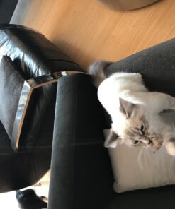 Go Cat Cat Catcher Teaser Wand with Mouse Cat Toy 24 71hSYgpMkhL