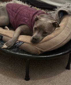 Stamina Fitness Trampoline - Exercise Trampoline with Smart Workout App - Indoor Trampoline Fitness Rebounder 45-Black/Blue One Size 25 71hTMsW40SL