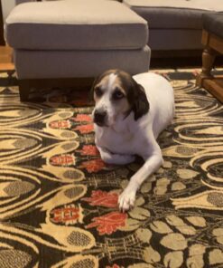 PetLab Co. Itch Relief Chew Pro for Dogs – Omega 3 for Dogs Itch Supplement - Packed with Beneficial Fatty Acids for Healthy Skin – Seasonal Allergies Support Single Pack 18 71hUlCqd6BL