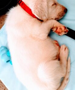 KONG - Puppy Toy Natural Teething Rubber - Fun to Chew, Chase and Fetch - for Small Puppies - Blue 34 71hUritGunL