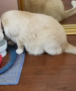 Necoichi Raised Cat Water Bowl, Elevated, with Measurement Lines, Dishwasher and Microwave Safe (Cat, Regular) 42 71hVNUT9xoL