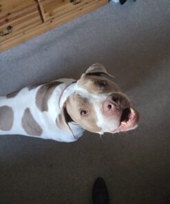 DreamBone DreamSticks, Rawhide Free Dog Chew Sticks Made with Real Chicken and Vegetables, 15 Sticks 15 Count 22 71hbh6jpmzL