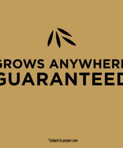 Scotts EZ Seed Patch and Repair Sun and Shade for Grass: Covers up to 225 sq. ft., 10 lb. 10 lb. 1 Pack 39 71hc7uRNpcL