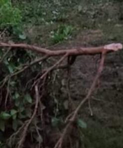 Fiskars Machete Axe - 18" Curved Blade with Nylon Sheath - Lawn and Garden Tools - Orange/Black 35 71heyphh7AL