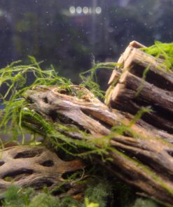 Natural Cholla Wood for Aquarium Decoration, Shrimp, Hermit Crab, Chew Toys for Small Pets (4 Inches Long(Pack of 3)) 4 Inches Long(Pack of 3) 25 71heywdlGL