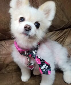 Old Mother Hubbard by Wellness Classic Original Mix Natural Dog Treats, Crunchy Oven-Baked Biscuits, Ideal for Training, Mini Size, 3.8 pound bag Treats (3.8 lb) 3.8 Pound (Pack of 1) 35 71hfXHyyj4L