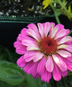 Zinnia - California Giant Mix - Bulk Pack 5,000 Seeds by Seeds2Go 25 71hfqyY7OGL