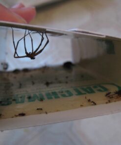 Catchmaster Mouse & Insect Super Glue Traps 30PK, Mouse Traps Indoor for Home, Extra Strength Sticky Pest Control Adhesive Tray for Catching Bugs, Rats & Rodents, Non Toxic Bulk Pre-Baited Glue Boards 62 71hgP eyuvL