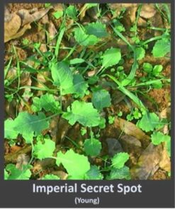 Alternative view of Whitetail Institute Secret Spot Deer Food Plot Seed - Annual Forage Designed Specifically for Smaller, Remote Food Plots - Can Be Planted with Hand Tools 4 lbs (9000 sq ft)