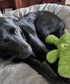 KONG Cozie Ali Alligator XL X-Large Standard Packaging 28 71hj9tGERyL