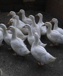 FRESH EGGS DAILY Brewer's Yeast with Garlic Powder and Niacin for Ducks Feed Supplement Vitamins for Backyard Chickens 5LB 17 71hjaBo9ANL