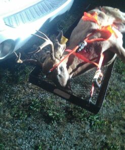 RAGE Broadhead silver 100 Gra" 26 71hjf QqBL 1