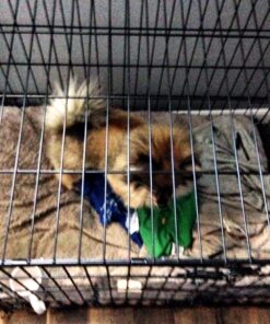 MidWest Homes for Pets Dog Crate Life Stages 36' Double Door Folding Metal Dog Crate | Divider Panel, Floor Protecting Feet, Leak-Proof Dog Pan | 35.63 in x 24.45 in x 21.93 in ,Intermediate Dog Breed 36.0"L x 23.0"W x 25.0"H Lifestages; Double Door 53 71hjiVaa0mL