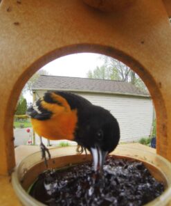 Songbird Essentials SERUBFJF Fruit and Jelly Oriole Feeder (Set of 1) 42 71hln0mhEGL