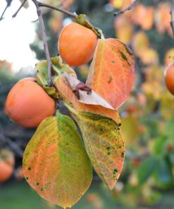 Nikon D750 w/ 24-120mm Lens 66 71hnwJi4tL