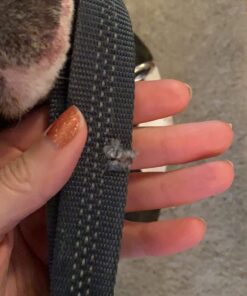 Mighty Paw Dual Handle Dog Leash - Reflective Lead with Two Handles - Dual Dog Leash Long - 2 Handle Dog Lead - Dog Leash with Traffic Loop Dog Leash 6 Foot (Grey/Green) Grey/Green 32 71hoNd856BL