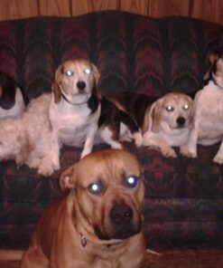 GOOD 'N' FUN Triple Flavor Twist Chews For Dogs, 22-Count 31 71hoWQwGy5L