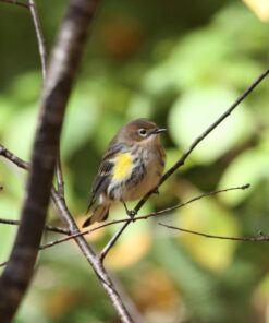 Hoya 77mm HMC UV (C) Digital Slim Frame Multi-Coated Glass Filter 19 71hsKxi fjL