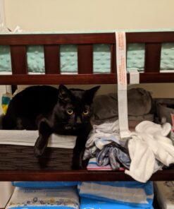 Dream On Me Emily Changing Table In Espresso, Comes With 1" Changing Pad, Features Two Shelves, Portable Changing Station, Made Of Sustainable New Zealand Pinewood 28 71hvnqv2XrL