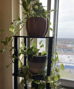 Miracle-Gro Pour & Feed Plant Food, Fertilizer Instantly Feeds Live Plants, For Outdoor & Indoor Plants in Containers, 32 oz. 18 71hzsOUyiL