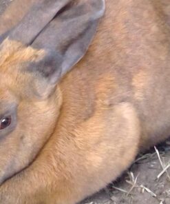 Kaytee All Natural Timothy Hay for Guinea Pigs, Rabbits & Other Small Animals, 6 Pound 6 Pound (Pack of 1) 40 71i s6s7lOL