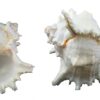 US Shell, 1 Piece, Murex Ramosus Sea Shell, 7 to 8 Inch Size 39 71i3O4u6tgL