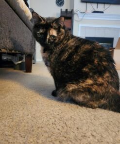 Hill's Science Diet Adult Chicken Recipe Dry Cat Food, 7 lbs., Bag 30 71i6QiRISOL