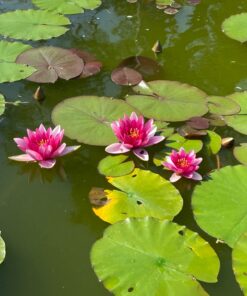 Aquascape 98949 Beneficial Bacteria Concentrate for Pond and Water Features, 1.1-Pound, white 37 71i6iR0Gg4L