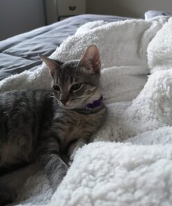 Bedsure Sherpa Fleece Throw Blanket for Couch - Thick and Warm Blanket for Winter, Soft and Fuzzy Throw Blanket for Sofa, Fall Throw Blanket, Grey, 50x60 Inches Throw (50" x 60") Dark Grey 31 71i6jFIkgzL