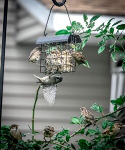 FORUP Suet Bird Feeder, Hanging Suet Feeder, Single Suet Cake Bird Feeder, One Suet Capacity 1 24 71i7l8r24L