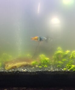 SunSun JUP-01 9W UV Sterilizer Submersible Filter Pump 78 71i9oJIzhYL