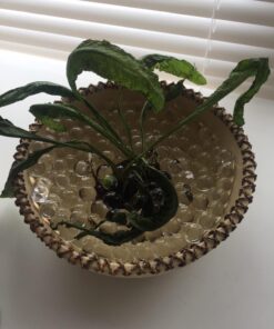 1 Pound Bag of Water Beads - Clear 50 71iAJSPKGL