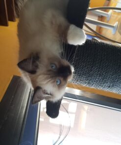 Royal Canin Feline Health Nutrition Kitten Dry Cat Food, 15 lb bag 15 Pound (Pack of 1) 37 71iAs979eqL