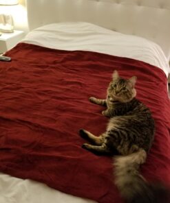 Sunbeam Royal Luxe Cabernet Heated Personal Throw / Blanket, Cozy-Warm, Adjustable Heat Settings 30 71iEk2TYkL