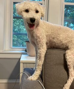 Davis Pramoxine Anti Itch Dog and Cat Creme Rinse, 12-Ounce, tan (DM158 12) 22 71iGjfTpWQL