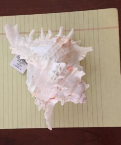 US Shell, 1 Piece, Murex Ramosus Sea Shell, 7 to 8 Inch Size 18 71iI0vWiXxL