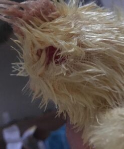 KONG - Plush, Low Stuffing Squeak Duck Dog Toy - Replacement Squeaker Included- For Small Dogs 1 Pack 24 71iL4XaGDeL