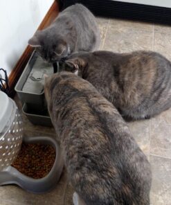 PetSafe Multi-Tier Fountain – Large Waterer Great for Cats and Dogs – 2 Heights to Drink From – Great for Senior Pets – 100 Oz Capacity – Fresh, Filtered Water 41 71iOxoy9PpL