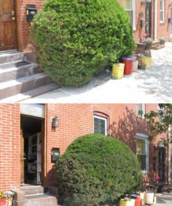 Black & Decker TR116 3-Amp Hedge Trimmer, 16-Inch 13 71iPeVtiEQL