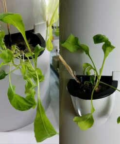 ePhoto Hydroponic Full Spectrum CFL Grow Light Bulb 60 Watt Bulb 5500K H60 21 71iTVLuQF2L