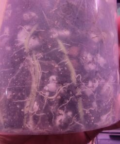 Xtreme Gardening HGC721205 Mykos Pure Mycorrhizal Inoculant Organic Root Enhancer, 2.2 lbs, Black 2.2 lbs. 23 71iVIYVQTaL