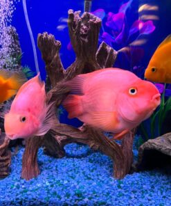 Marina Decor Mangrove Root, Large 28 71iWMDr4TPL