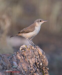 Nikon AF-S FX NIKKOR 600mm f/4E FL ED Vibration Reduction Fixed Zoom Lens with Auto Focus for Nikon DSLR Cameras 23 71iXkX7yeGL