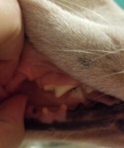 Virbac CET Enzymatic Toothpaste Eliminates Bad Breath by Removing Plaque and Tartar Buildup, Best Pet Dental Care Toothpaste -Beef Flavor, 2.5 Oz Tube (Color Varies) Beef 41 71ibWt 2ZoL